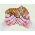 Diamond Dot . DDT Precious Kitten -  Diamond Art Animals Nature Calgary