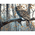 Royal Brush . RBM Wise Owl - Paint By Number Art Nature Animals Calgary