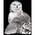 Royal (art supplies) . ROY Engrave Art Silver - Snowy Owl Nature Animals Calgary