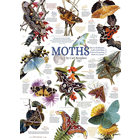 Outset Media . OUT Moth Collection 1000 pc Puzzle