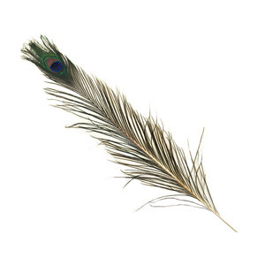 CraftMedley . CMD 31" to 35" Peacock Feather