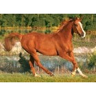 Trefl (puzzles) . TRF 500 PIECE THE BEAUTY OF GALLOP PUZZLE