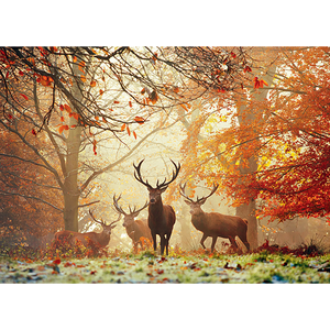 Heye Puzzles. HEY Stags, Magic Forests 1000 pc Puzzle