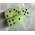 PM Hobbycraft's Own . PMO 6 pcs 16 mm Glow in The Dark Dice set