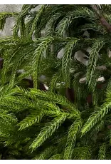 Fresh Touch Norfolk Pine Wreath | 20" Diameter with 6.5" Center