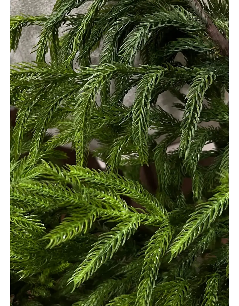 Fresh Touch Norfolk Pine Wreath | 20" Diameter with 6.5" Center