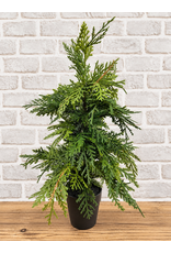 Fresh Touch Northern White Cedar Tree | 19.5"