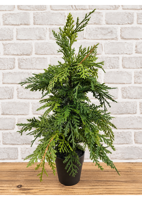 Fresh Touch Northern White Cedar Tree | 19.5"