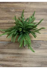 Fresh Touch Norfolk Pine Bundle of 5 Pieces | 12"