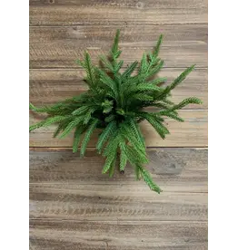 Fresh Touch Norfolk Pine Bundle of 5 Pieces | 12"