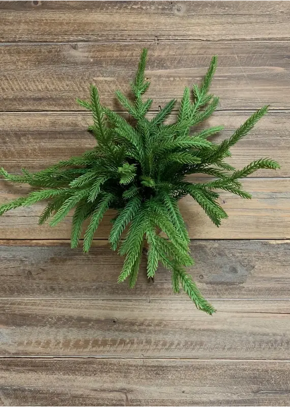 Fresh Touch Norfolk Pine Bundle of 5 Pieces | 12"