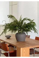 Fresh Touch Norfolk Pine Spray | 36"
