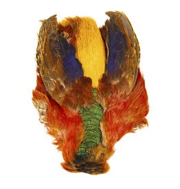 Golden Pheasant Feather 18-20