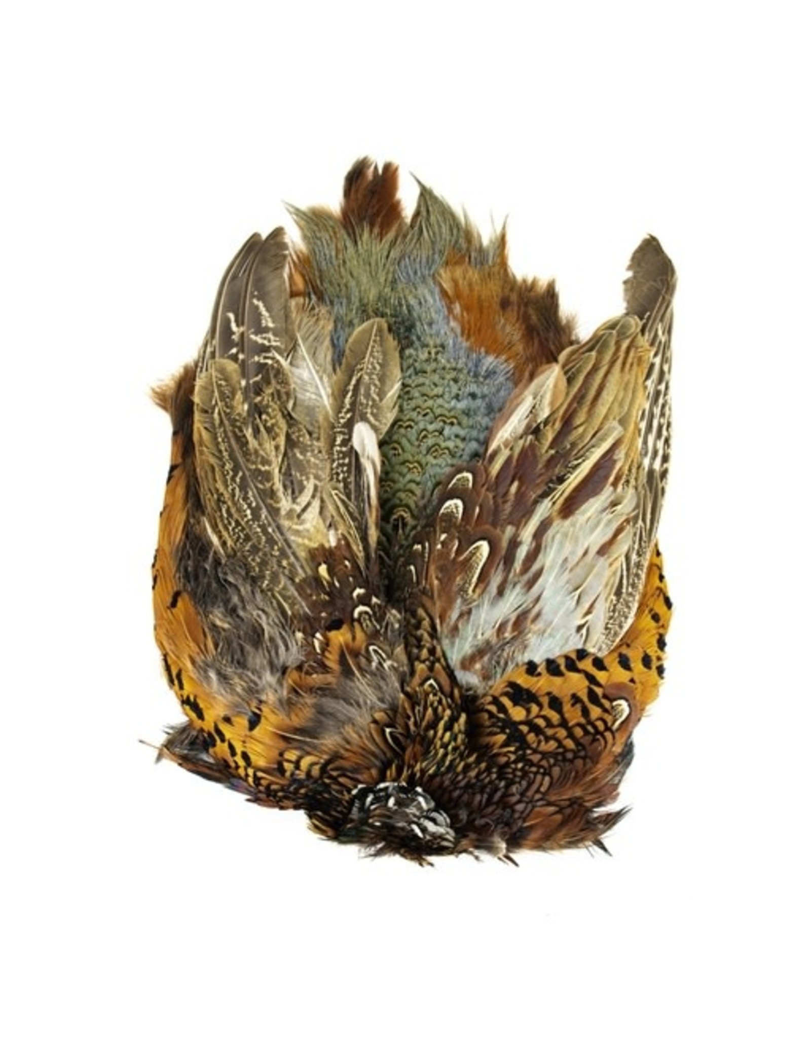 SHOR SHOR Ring-Necked Pheasant Skin Male, Grade A