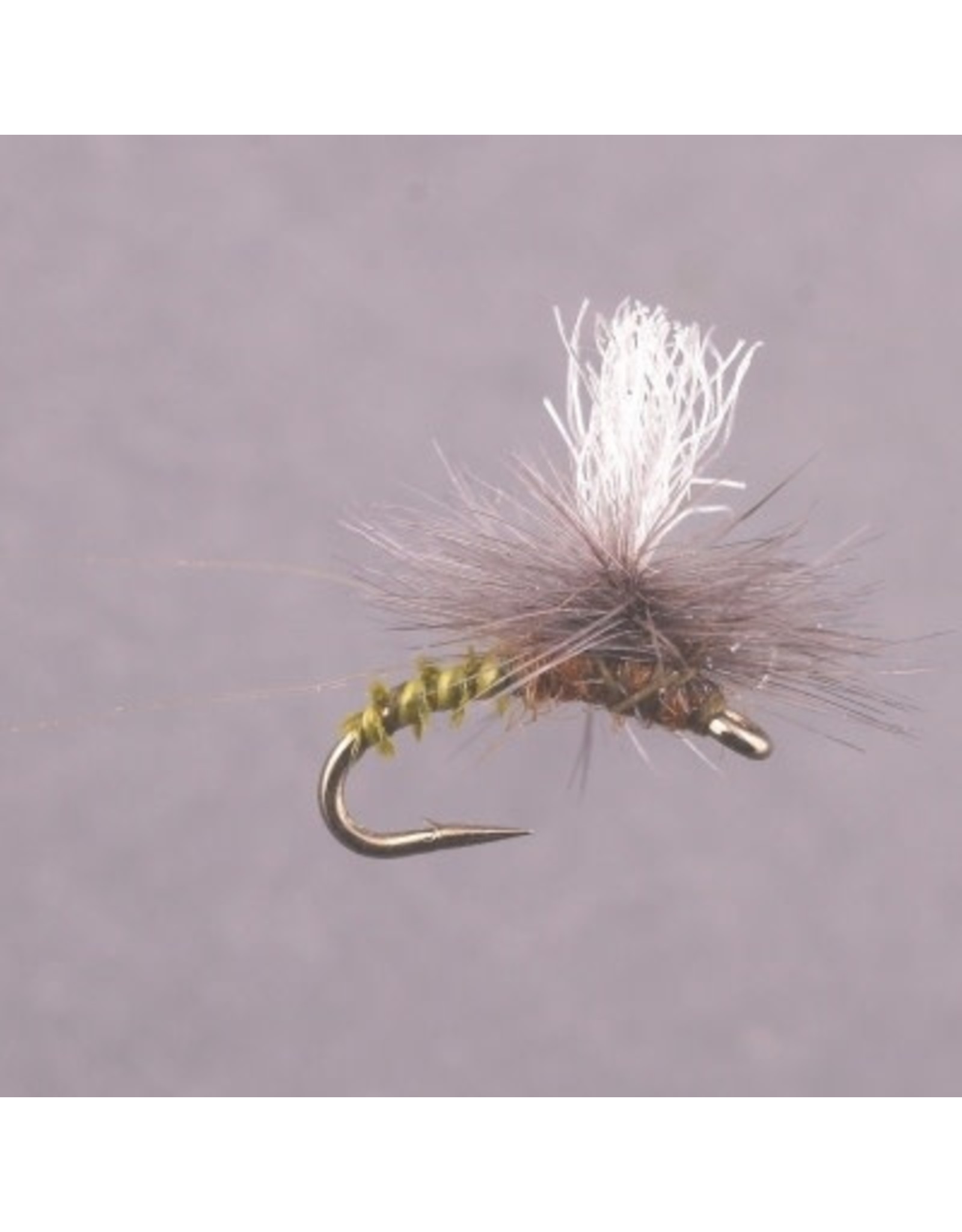 GT ADULT BWO #16