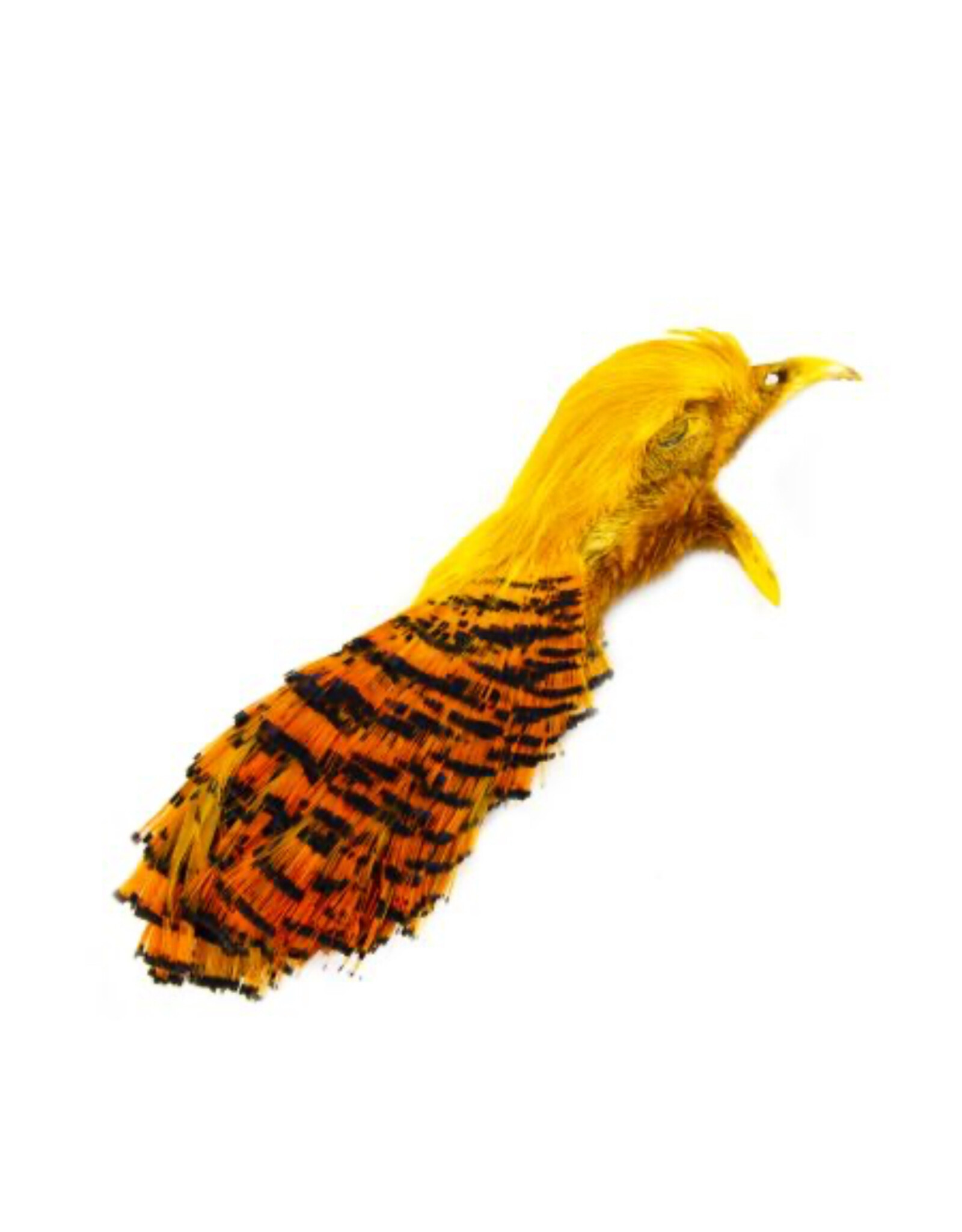 SHOR SHOR Golden Pheasant Head