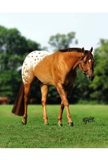Breyer Breyer Chocolatey - Dun Appaloosa Stallion 1842