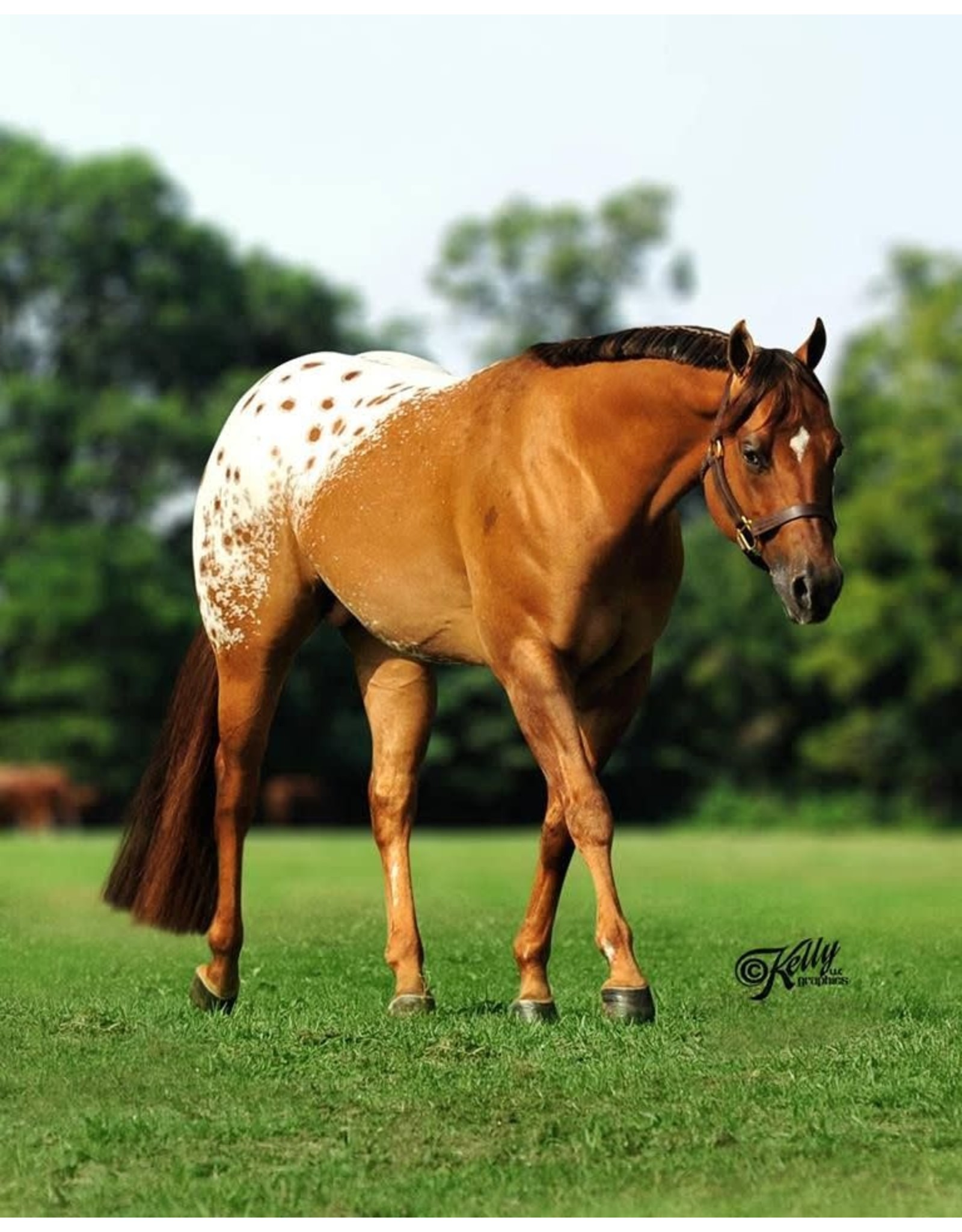 Breyer Breyer Chocolatey - Dun Appaloosa Stallion 1842