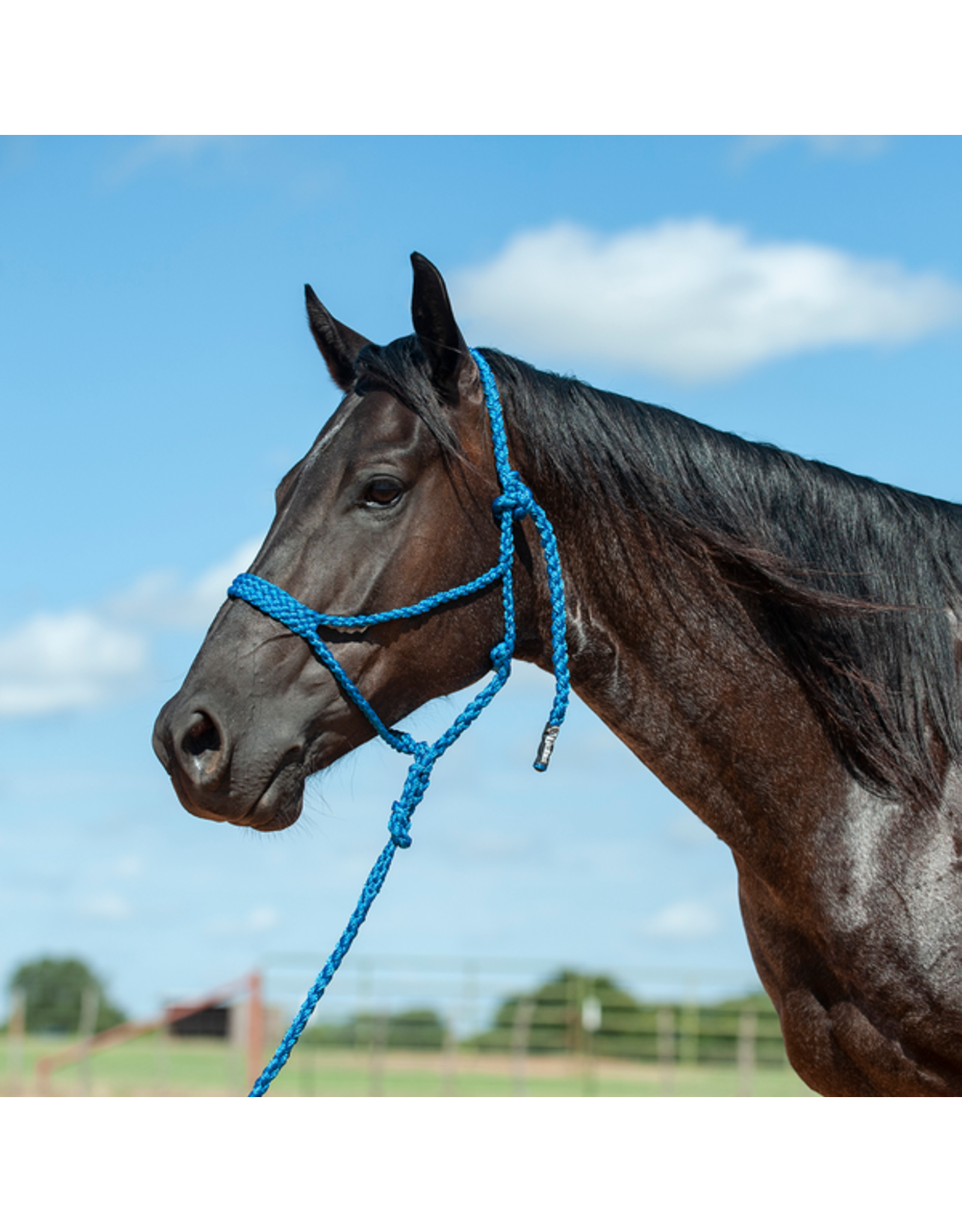 Cashel Cashel Flat Braided Royal Blue HTR-BMTH-BLU Rope Halter