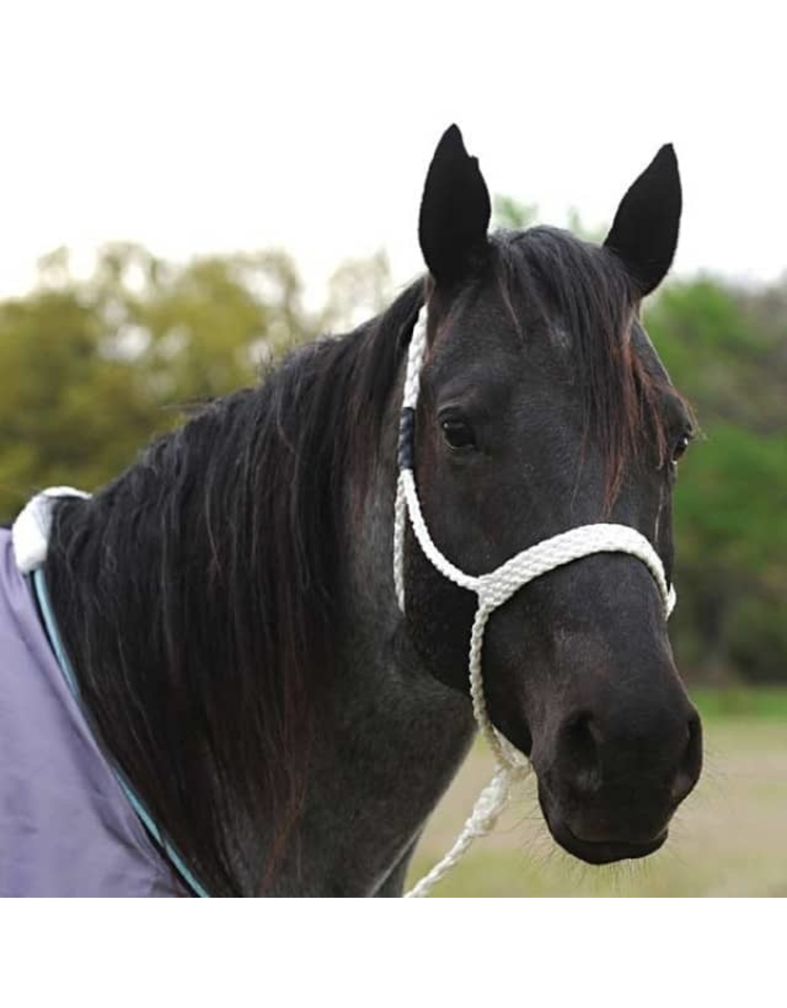 Martin Martin Saddlery Braided Muletape HALTERBRWH Rope Halter
