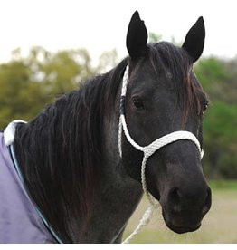 Martin Martin Saddlery Braided Muletape HALTERBRWH Rope Halter