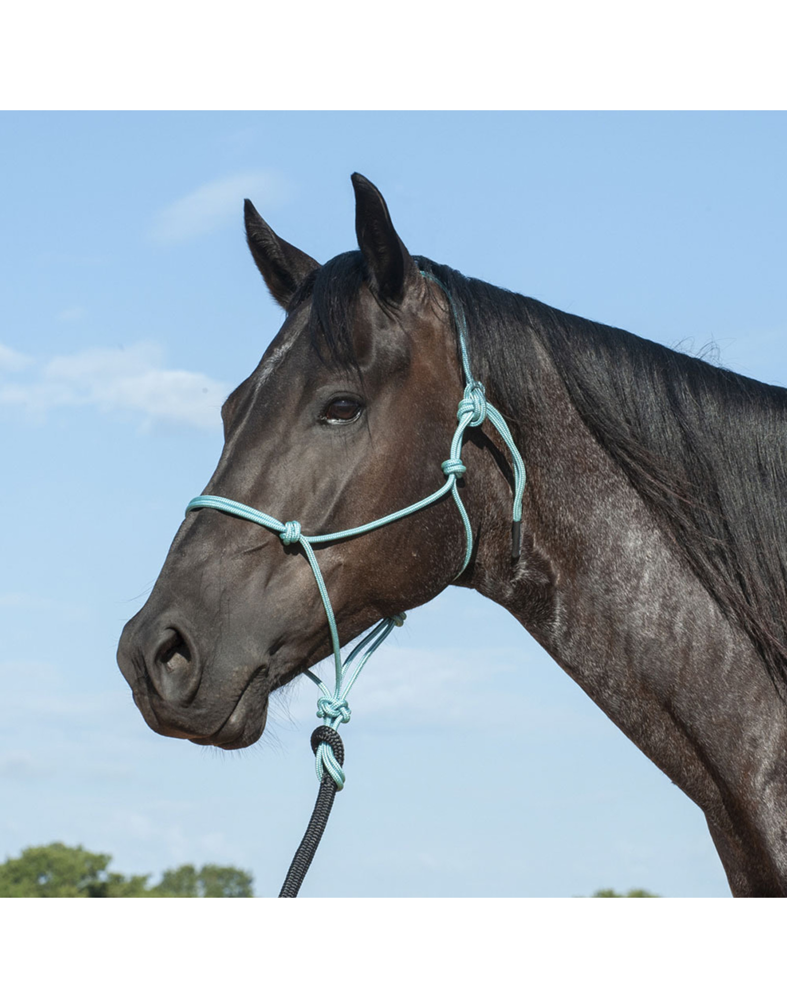 Martin Martin Saddlery Turquoise/Black HALTERLEADTQA Training Rope Halter
