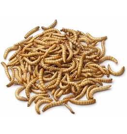 Meal Worms 100 count