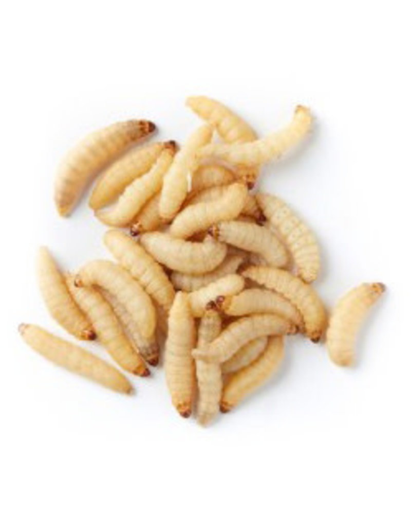 Wax Worms 36 count