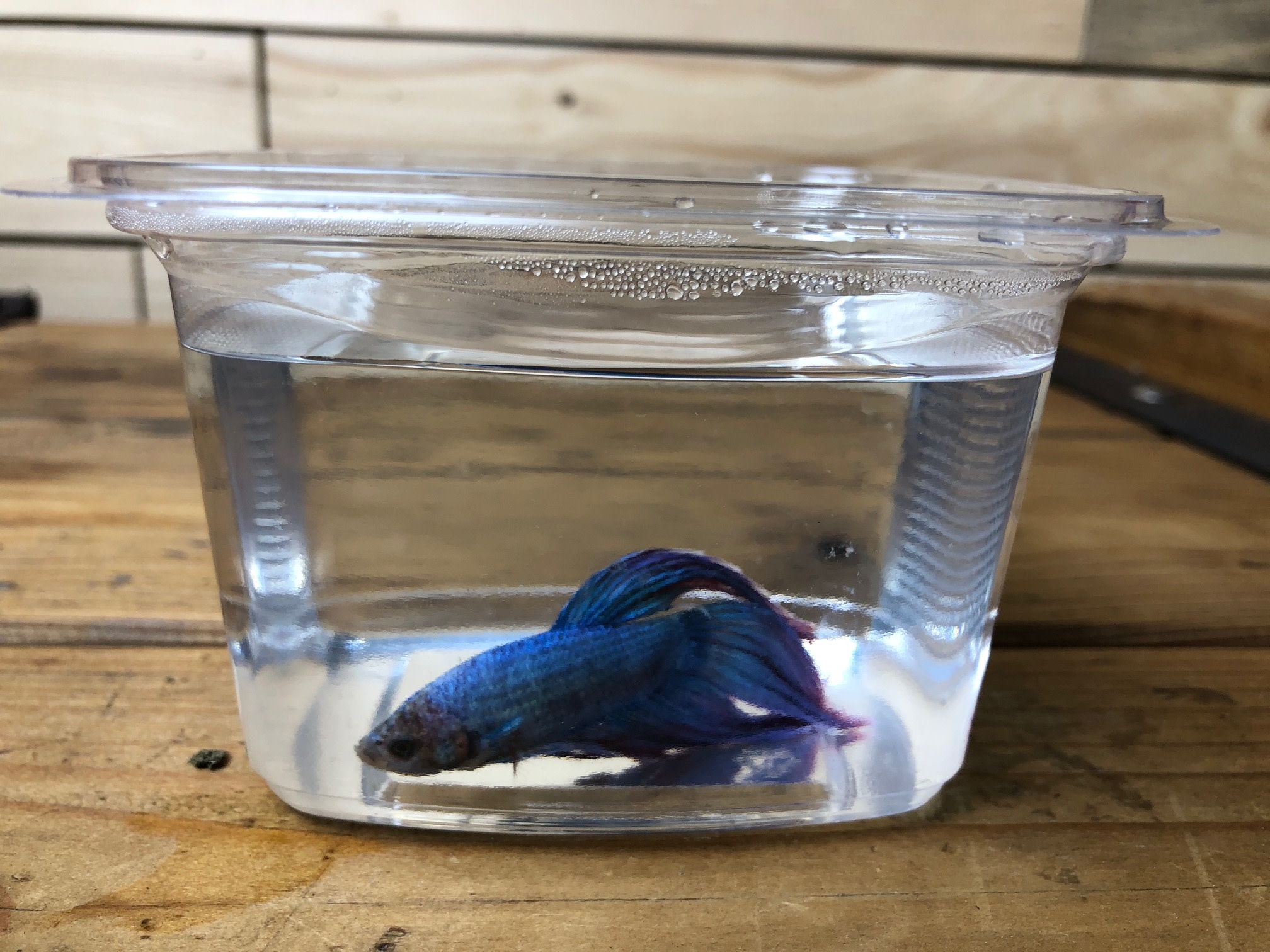 fantail betta fish