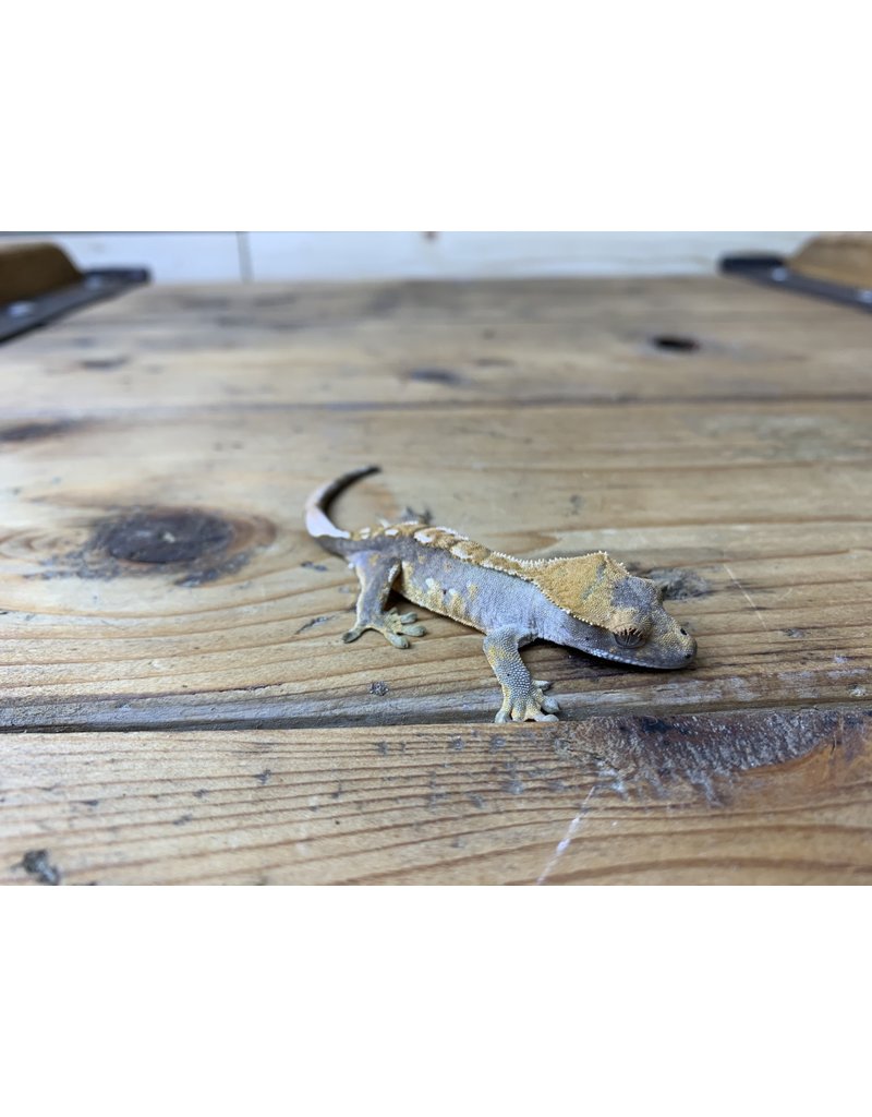 crested gecko shop