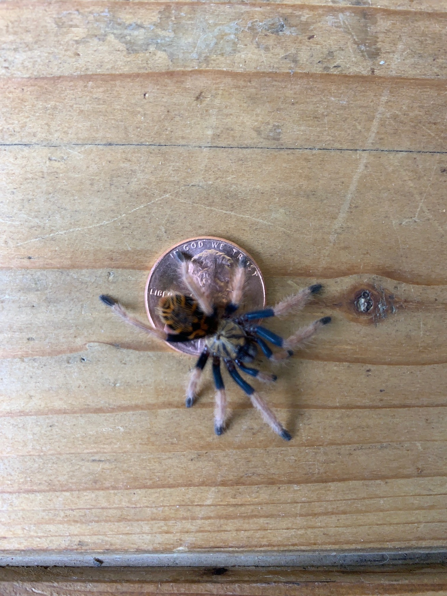 Green Bottle Blue Tarantula Lous Pet Shop