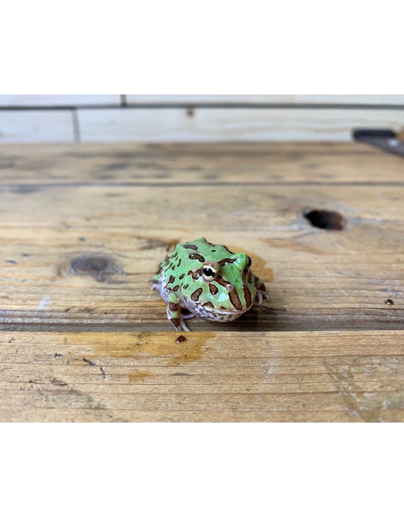Green Pacman Frog (1.5")