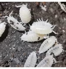 Dwarf Tropical White Isopods (25 ct)