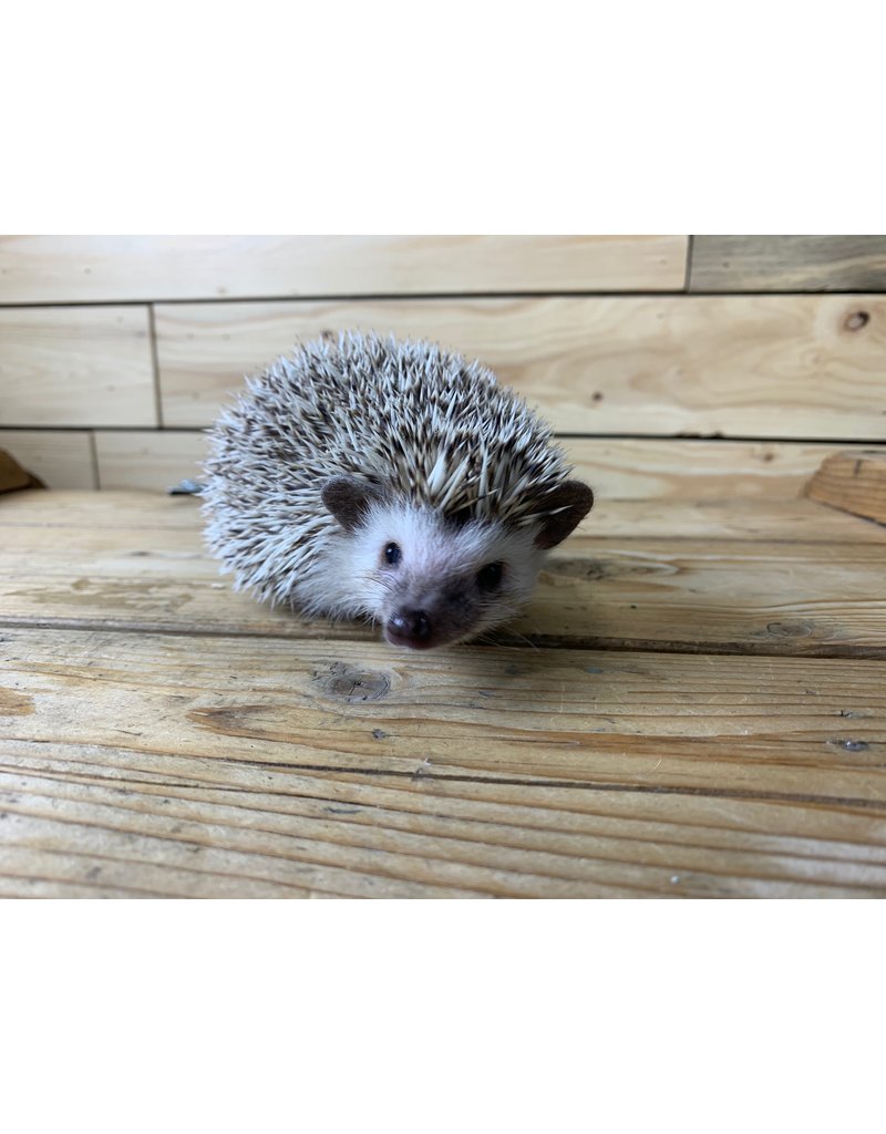 Baby Female Hedgehogs (Litter DOB: 4/8/21)