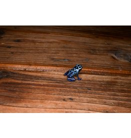Blue Sipaliwini Dart Frog