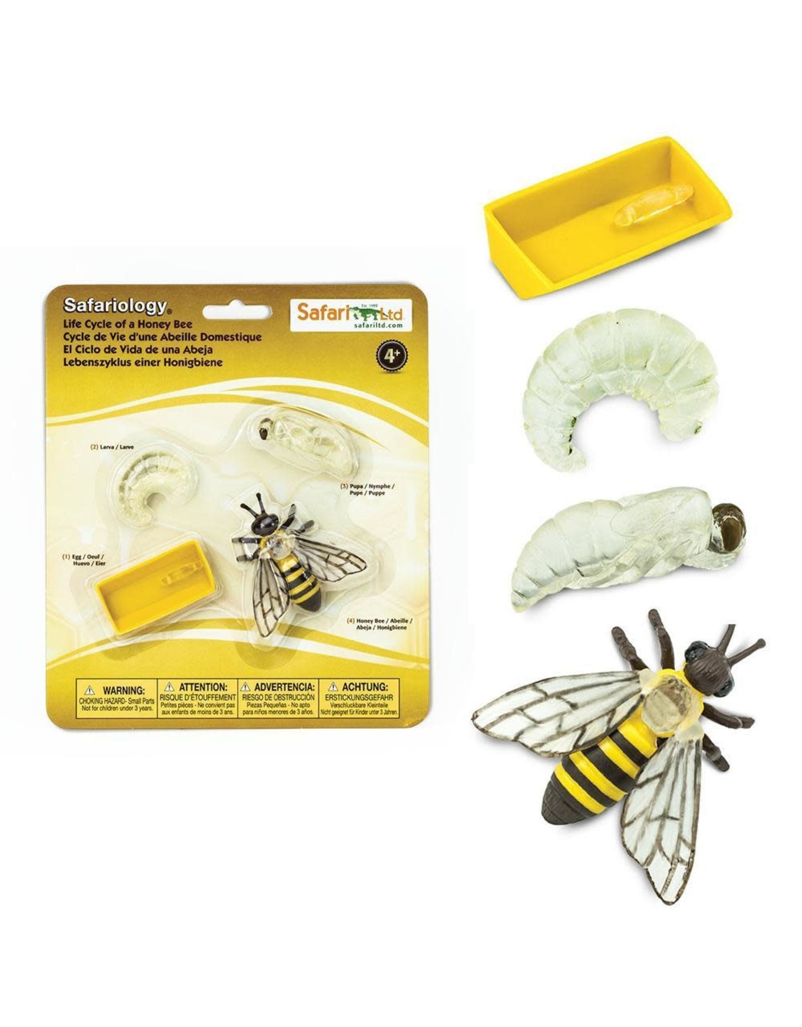 Life Cycle of a Honey Bee - Tumbleweed Toys