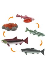 Safari Life Cycle of a Salmon