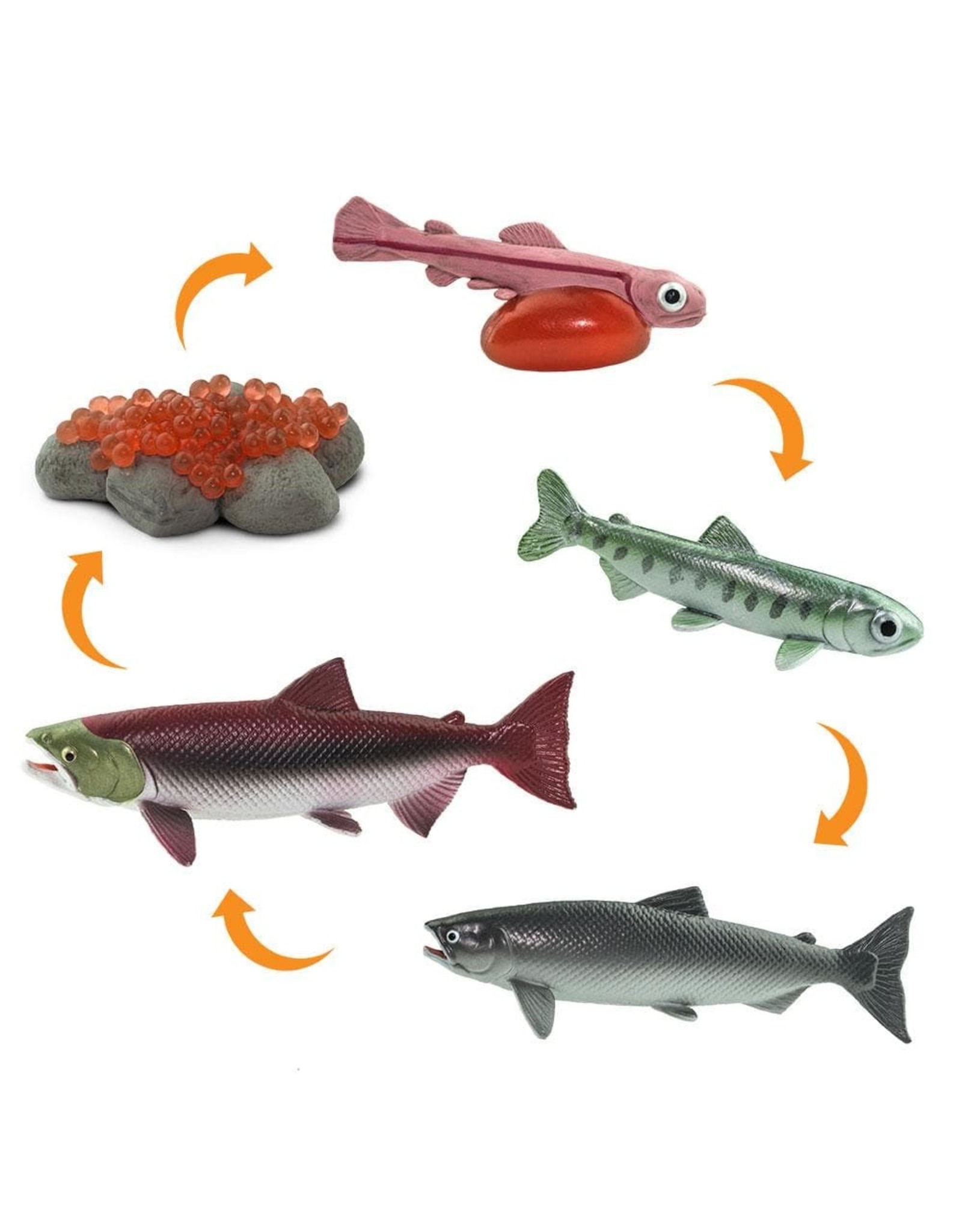 Safari Life Cycle of a Salmon