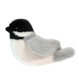 Douglas Chipper Chickadee Bird