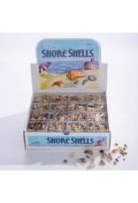 Shore Shells