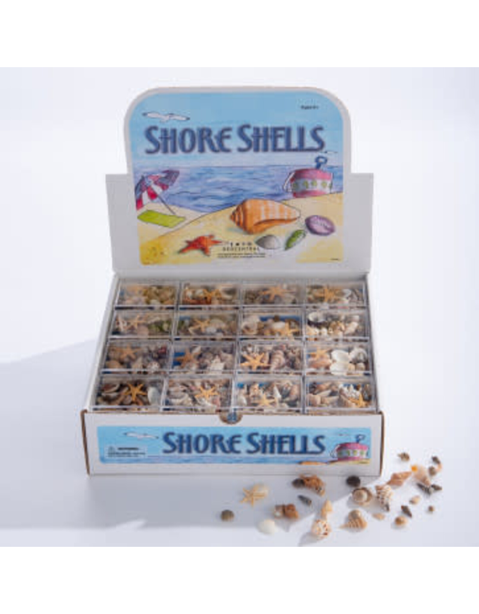 Shore Shells