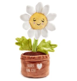 Soil Mates, Daisy (Daisy)