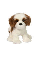 Douglas Farren Shih Tzu