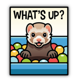 Stickers Northwest Whats Up Ferret In A Ball Pit Sticker