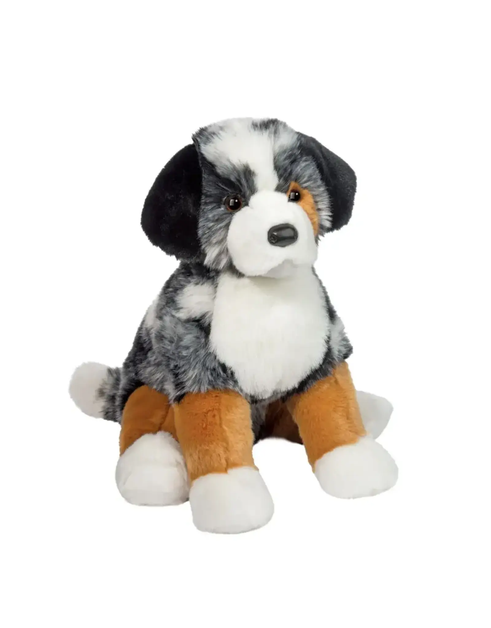 Douglas Aspen Australian Shepherd