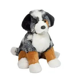 Douglas Aspen Australian Shepherd
