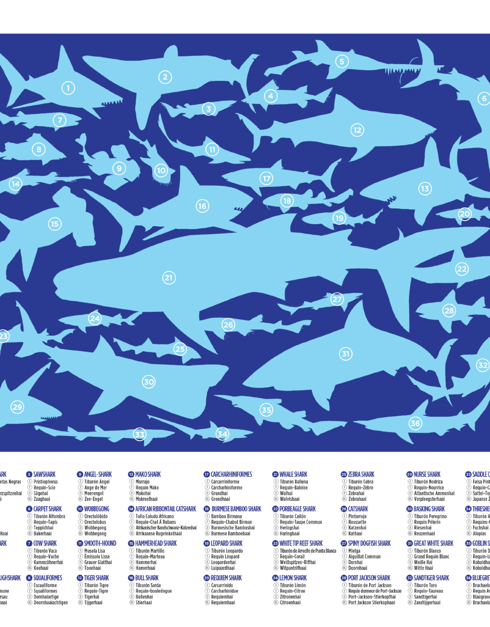 Crocodile Creek 100pc Puzzle: 36 Sharks