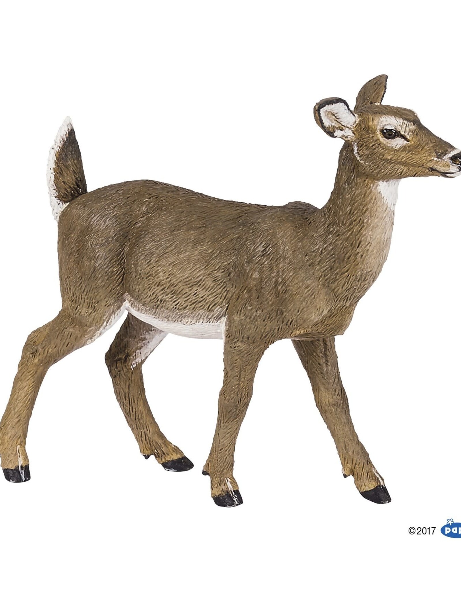 Hotaling PAPO: White-Tailed Doe