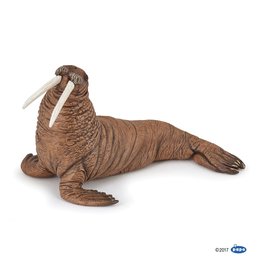 Hotaling PAPO: Walrus