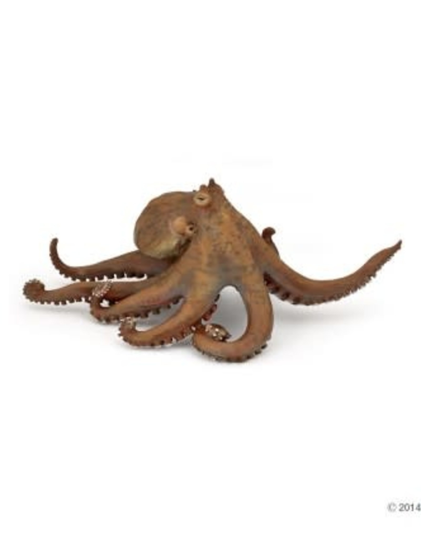 Hotaling PAPO: Octopus